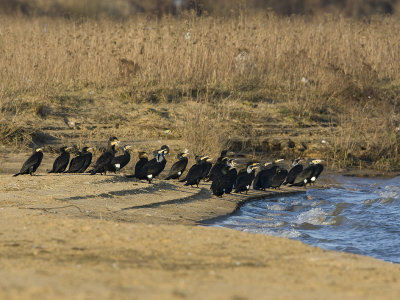 Phalacrocorax carbo