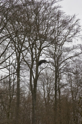 nest zwarte ooievaar