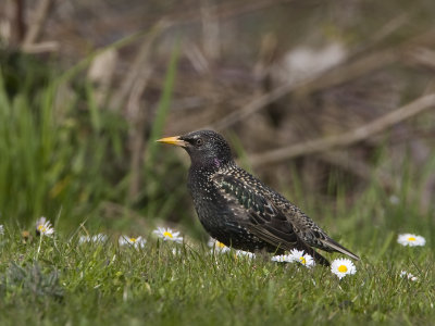 Sturnus vulgaris