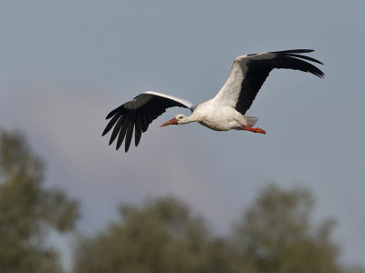 Ciconia ciconia