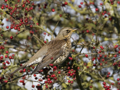 Turdus pilaris