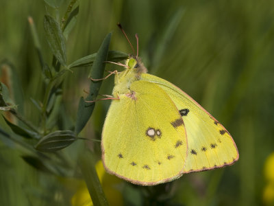 colias_hyale_