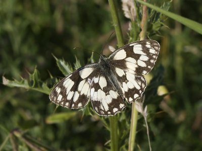 Melanargia galathea 