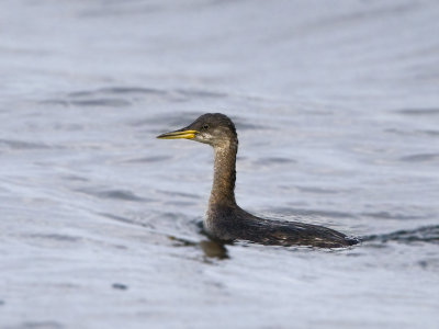 podiceps_grisegena