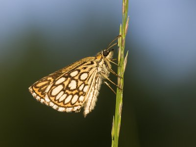 Heteropterus morpheus