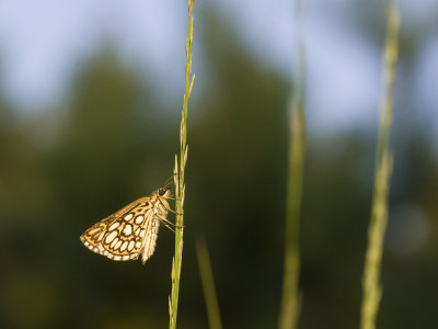 Heteropterus morpheus