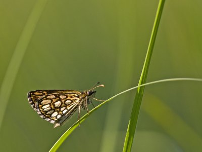 Heteropterus morpheus