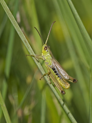 Chorthippus parallellus