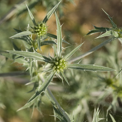 Eryngium campestre