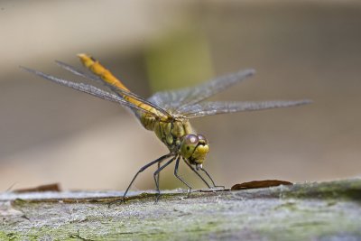 sympetrum_flaveolum