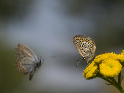 Butterflies / Vlinders
