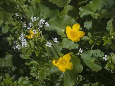 Caltha palustris with Cardamine amara