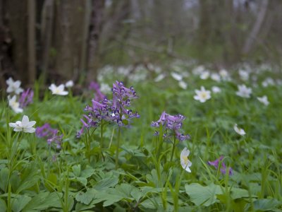 Corydalis solida & Anemone nemorosa