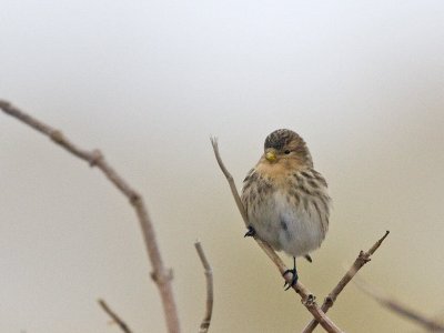 carduelis flavirostris