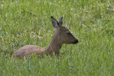Capreolus capreolus