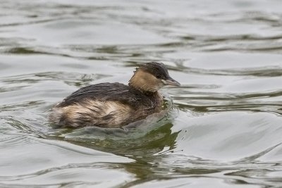 Tachybaptus ruficollis