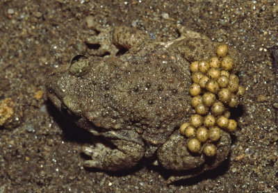 Alytes obstetricans