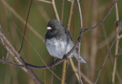 Junco hyemalis 