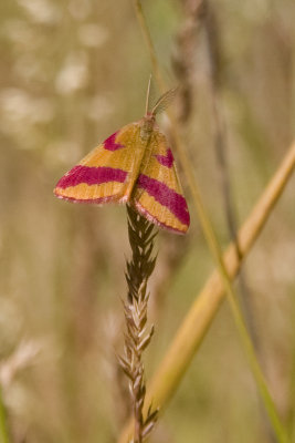 Lythria cruentaria.jpg