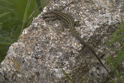 Podarcis hispanicus