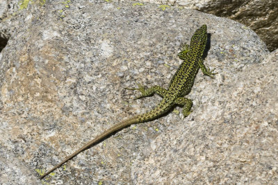 iberolacerta_monticola