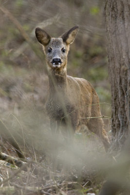 Capreolus capreolus
