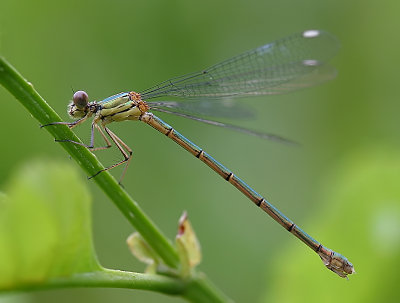 Lestes viridis