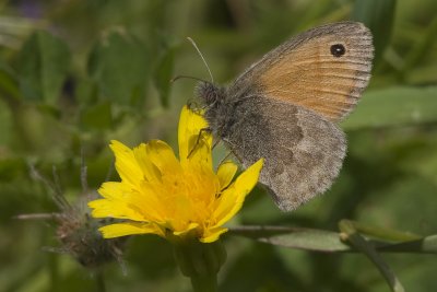 Coenonympha pamphilus