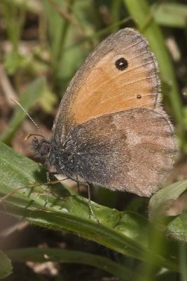 Coenonympha pamphilus