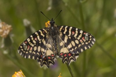 Zerynthia rumina