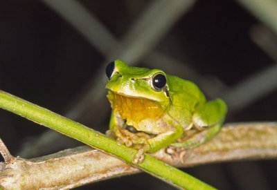 Hyla meridionalis
