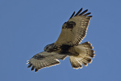 Buteo lagopus