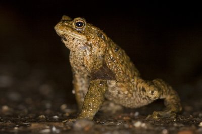 Bufo bufo