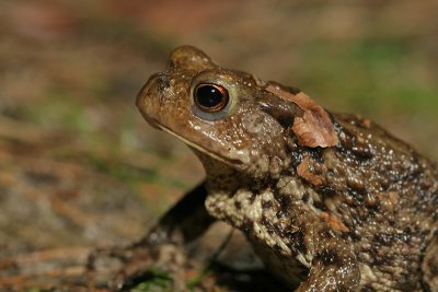 Bufo bufo