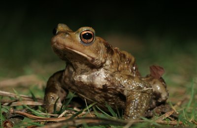 Bufo bufo
