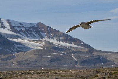 Fulmarus glacialis