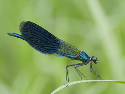 Calopteryx splendens