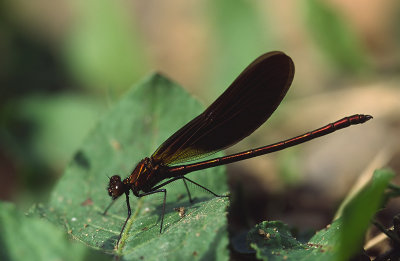 Calopteryx haemorrhoidalis