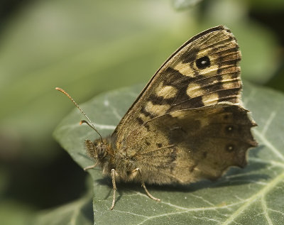 Pararge aegeria