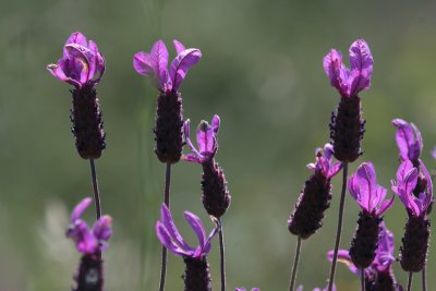 Lavendula stoechas