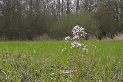 Cardamine pratensis