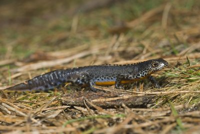 Triturus alpestris