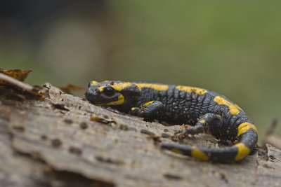 Salamandra salamandra