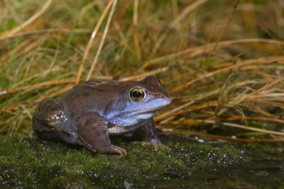 Rana arvalis