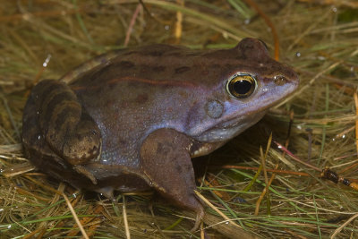 Rana arvalis