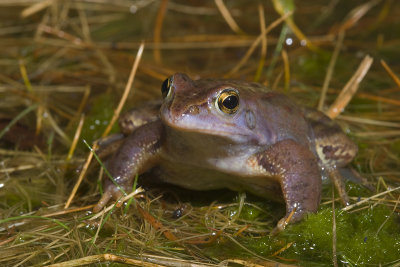 Rana arvalis