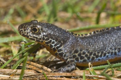 Triturus alpestris