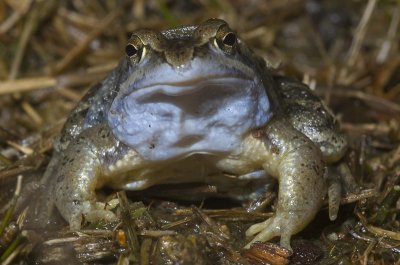 Rana arvalis