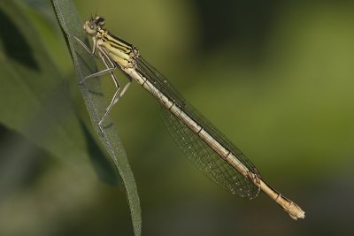 Platycnemis pennipes