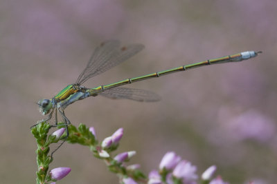 Lestes sponsa